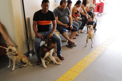 notícia: 'Pará Pet' garante castração gratuita para cães e gatos nas UsiPaz do Bengui e Cabanagem