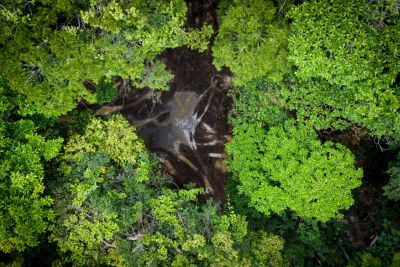 notícia: Operação Curupira apreende mais de 500 toras de madeira em Novo Progresso