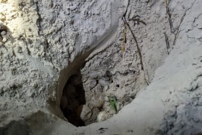 notícia: Mais de 100 ovos de tartarugas são identificados em área bloqueada na Praia do Atalaia