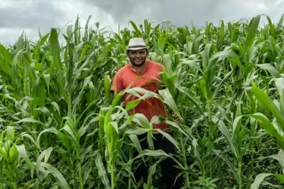 notícia: Sedap fomenta cultura do milho e beneficia uma média de 6 mil agricultores familiares no estado