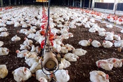 notícia: Adepará inicia vigilância epidemiológica com foco na avicultura familiar em 35 municípios