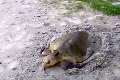 notícia: Tartaruga marinha é encontrada desovando na Praia do Atalaia, em Salinópolis