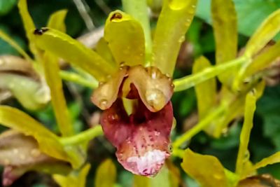 notícia: Pesquisadores identificam nova espécie de orquídea no Parque Estadual do Utinga