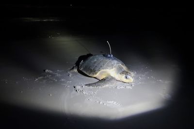 notícia: Pesquisadores instalam primeiro transmissor em tartaruga marinha na Praia do Atalaia