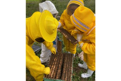 notícia: Pará tem a maior cadeia produtiva de abelhas da Região Norte