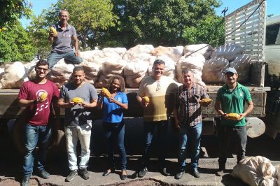 notícia: Parceria garante 300 mil sementes de cacau para municípios do sul e sudeste paraenses
