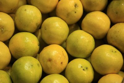 notícia: Pará é referência em citricultura, com destaque nacional para laranja e limão 