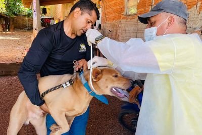 notícia: Sespa orienta sobre encoleiramento de cães contra leishmaniose visceral