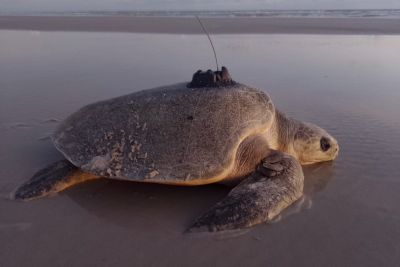 notícia: Estado prossegue com bloqueio em área de desova de tartarugas na Praia do Atalaia