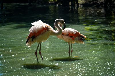 notícia: Nova espécie de cisnes e flamingos são integrados à área aberta do Mangal 