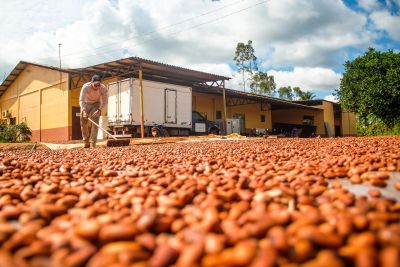 notícia: Pará é exemplo de produção sustentável de cacau