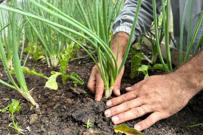 notícia: Regional de Santarém mantém nutrição sustentável com horta orgânica 