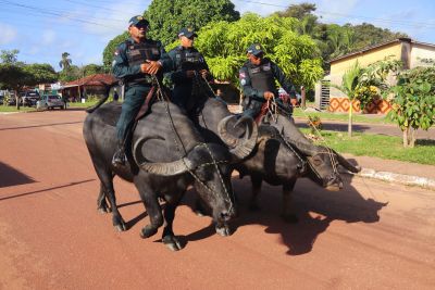 notícia: Policiamento diversificado com apoio de búfalos é destaque no Marajó Oriental