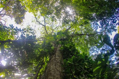 notícia: Ideflor-Bio e IGEPPS firmam convênio para o plantio de 1,5 mil árvores por mês no Pará