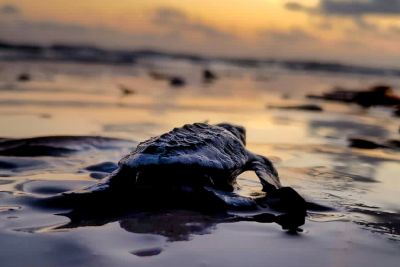 notícia: Mais de 100 filhotes de tartarugas marinhas são soltos na Praia do Atalaia