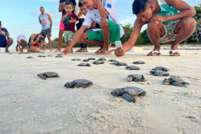 notícia: Ação integrada garante soltura de 51 filhotes de tartaruga-oliva em praia do Marajó
