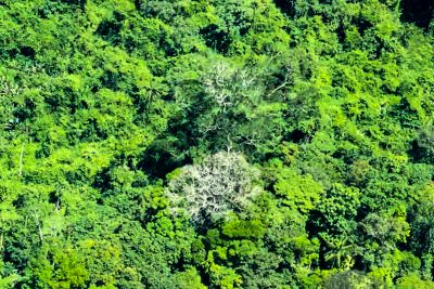 notícia: Ideflor-Bio inicia estudos para proteger a maior árvore da América Latina