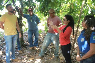 notícia: Com o apoio da Emater, plantio de cacau sustentável é estratégia de reflorestamento em assentamentos de Tucuruí