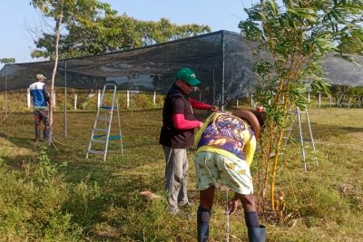 notícia: Ideflor-Bio instala viveiros agroflorestais para reforçar agricultura sustentável no Marajó