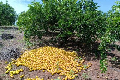 notícia: Entraves para a comercialização do limão taiti no Baixo Amazonas são tema de evento organizado pela Emater