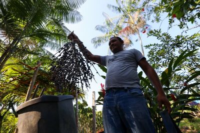 notícia: Projeto estimula a bioeconomia no Pará e empodera comunidades tradicionais