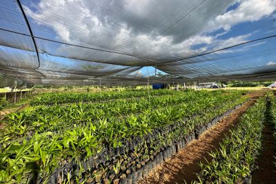 notícia: Ideflor-Bio entrega 20 mil mudas de açaí para avançar com Sistemas Agroflorestais na APA Triunfo do Xingu