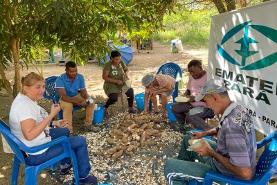 notícia: Emater realiza curso sobre tecnologia de cultivo e processamento da mandioca em Rondon do Pará