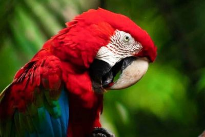 notícia: Exposição de pássaros amazônicos celebra o Dia Mundial das Aves no Parque do Utinga