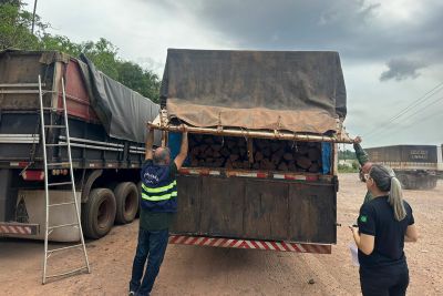 notícia: Secretaria da Fazenda apreende estacas e mourões de acapu no sudeste paraense 