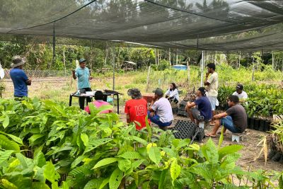 notícia: Parceria entre Ideflor-Bio, IFPA e assentamento rural no Acará garante oficina sobre enxertia de frutíferas