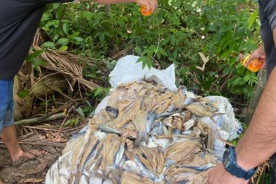 notícia: Mais de 1 tonelada de peixes salgados impróprios para consumo são apreendidos em Breves