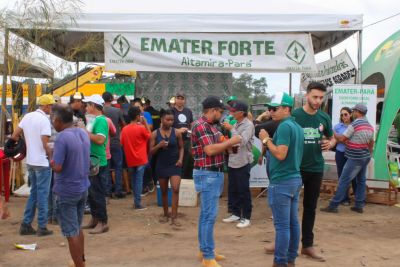 notícia: Empresa de Assistência Técnica (Emater) apoia cadeia produtiva do cacau em Altamira