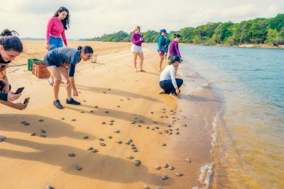 notícia: Cerca de 4 mil filhotes de tartarugas-da-amazônia são soltos em refúgio no Pará