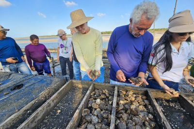 notícia: Emater apoia produção de ostras da Vila Paulino, em Salinópolis, e induz o turismo