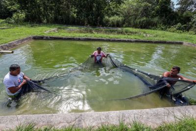 notícia: Evento inédito em Belém, IFC Amazônia reúne 2 mil especialistas e piscicultores