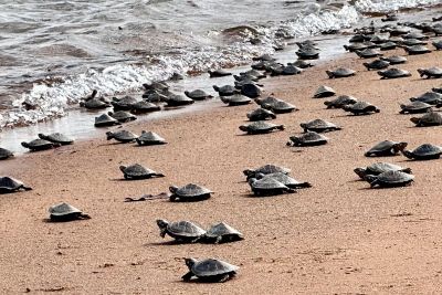 notícia: Mais de 2 mil quelônios ganham a liberdade no Refúgio de Vida Silvestre Tabuleiro do Embaubal