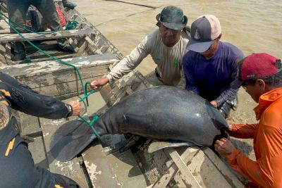 notícia: Em ação integrada, Ideflor-Bio resgata seis peixes-boi em Monte Alegre