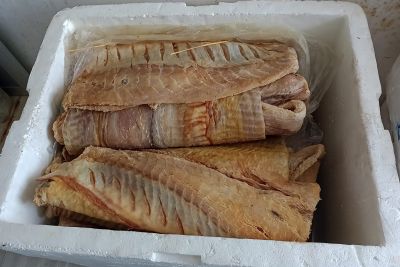 notícia: Em fiscalização no município de Breves, 200 kg de pirarucu salgado são apreendidos pela Adepará