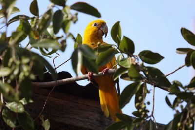 notícia: Ideflor-Bio faz balanço e alinha estratégias para proteção da biodiversidade em 2024