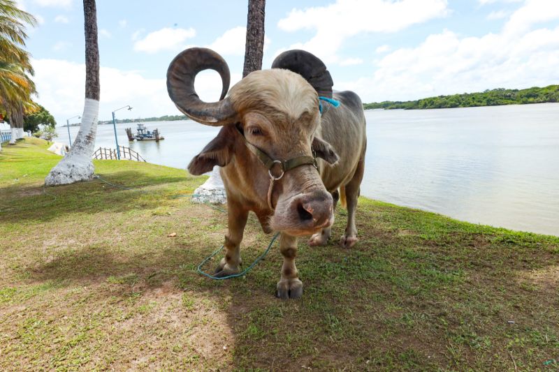  <div class='credito_fotos'>Foto: Alex Ribeiro / Ag. Pará   |   <a href='/midias/2024/originais/18055_d647ca78-27b0-d129-f3eb-1ae8b9724511.jpg' download><i class='fa-solid fa-download'></i> Download</a></div>