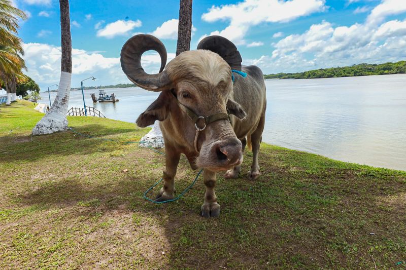  <div class='credito_fotos'>Foto: Alex Ribeiro / Ag. Pará   |   <a href='/midias/2024/originais/18056_68dec449-92ab-4599-75d4-ee43e199c49a.jpg' download><i class='fa-solid fa-download'></i> Download</a></div>