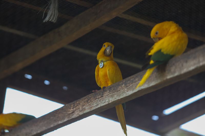  <div class='credito_fotos'>Foto: Rodrigo Pinheiro / Ag.Pará   |   <a href='/midias/2024/originais/18073_47dba42b-72b2-9ed5-5b2d-82dfd2eb15fd.jpg' download><i class='fa-solid fa-download'></i> Download</a></div>