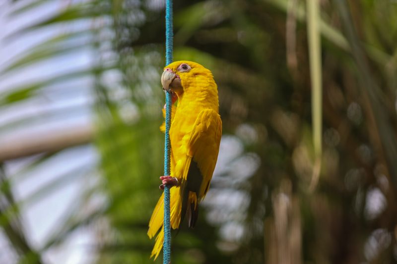  <div class='credito_fotos'>Foto: Rodrigo Pinheiro / Ag.Pará   |   <a href='/midias/2024/originais/18073_5efd75fe-c0d9-9992-81d4-3387c50a710d.jpg' download><i class='fa-solid fa-download'></i> Download</a></div>