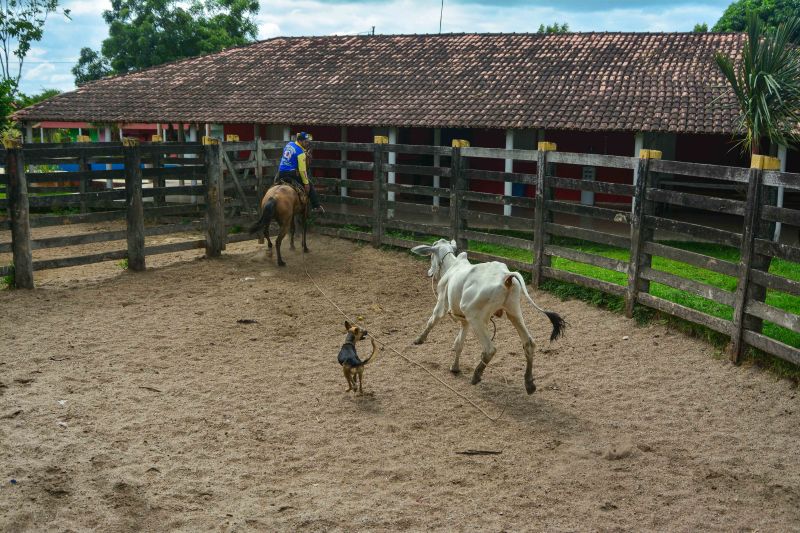  <div class='credito_fotos'>Foto: Divulgação / Agência Pará   |   <a href='/midias/2024/originais/18097_7a213dcf-019f-6bb8-f7cc-901a25ffe02a.jpg' download><i class='fa-solid fa-download'></i> Download</a></div>