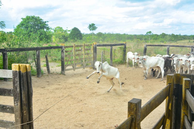  <div class='credito_fotos'>Foto: Divulgação / Agência Pará   |   <a href='/midias/2024/originais/18097_7e3481f4-49d3-cc39-2cd7-b80dfdedd4cd.jpg' download><i class='fa-solid fa-download'></i> Download</a></div>