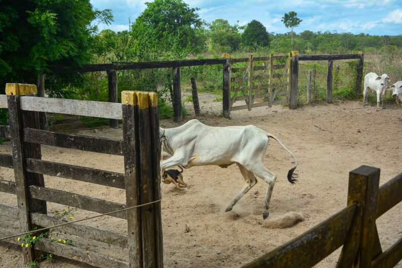  <div class='credito_fotos'>Foto: Divulgação / Agência Pará   |   <a href='/midias/2024/originais/18097_ff988d16-8d9f-7b26-2372-17677a267d1a.jpg' download><i class='fa-solid fa-download'></i> Download</a></div>