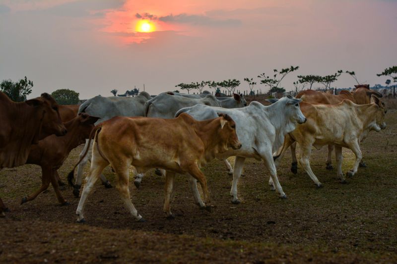  <div class='credito_fotos'>Foto: Divulgação / Agência Pará   |   <a href='/midias/2024/originais/18098_0d4059e5-764f-370c-0cb4-ddabcd41c604.jpg' download><i class='fa-solid fa-download'></i> Download</a></div>