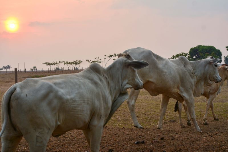  <div class='credito_fotos'>Foto: Divulgação / Agência Pará   |   <a href='/midias/2024/originais/18098_8b729051-b598-bc13-80bd-9b3eac84b09b.jpg' download><i class='fa-solid fa-download'></i> Download</a></div>