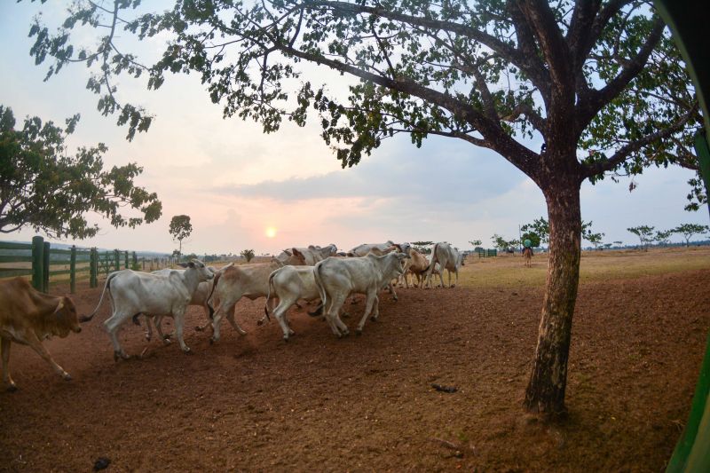  <div class='credito_fotos'>Foto: Divulgação / Agência Pará   |   <a href='/midias/2024/originais/18098_bd28a038-f1d8-79e5-aa47-7a893376197a.jpg' download><i class='fa-solid fa-download'></i> Download</a></div>