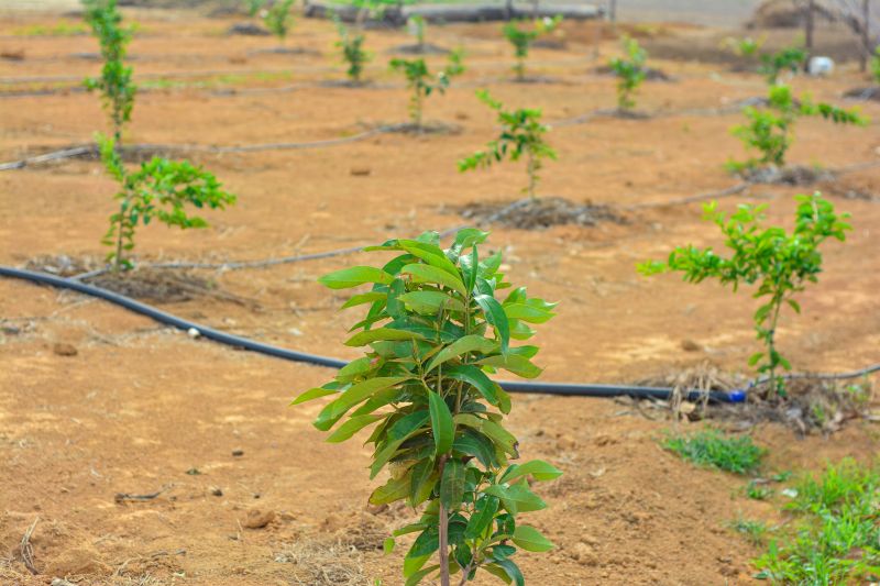  <div class='credito_fotos'>Foto: Divulgação / Agência Pará   |   <a href='/midias/2024/originais/18099_6b58d1c9-5c97-65b5-4351-ba88ab783d39.jpg' download><i class='fa-solid fa-download'></i> Download</a></div>